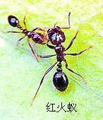 東莞大嶺山_東莞大嶺山供貨商_供應東莞大嶺山白蟻防治,常平白蟻防治,東莞寮步白蟻防治,企石滅白蟻_東莞大嶺山價格_東莞市龍科白蟻害蟲防治