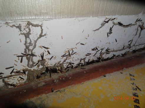 預警 成都白蟻開始飛了,滅蟻看這里 川叔知民生