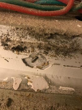 白蟻治理四川內江白蟻防治報價