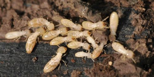 白蟻防治找哪個部門