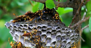 廈門居無憂害蟲防治專業殺滅馬蜂隊,白蟻防治,四害消殺,殺