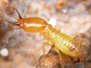 東莞萬江滅白蟻公司 家里竟有白蟻巢