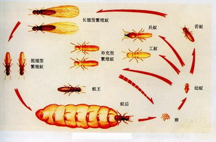 重慶怎么防治白蟻 消滅白蟻用什么藥