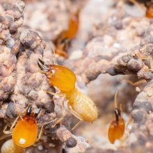 【武寧縣白蟻防治中心