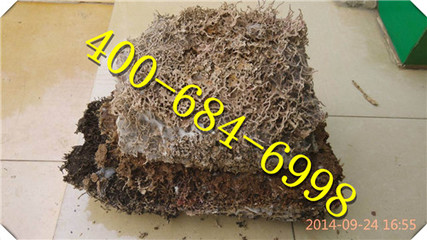 觀蘭滅白蟻公司,觀蘭白蟻防治(白蟻防治最優(yōu)推薦)