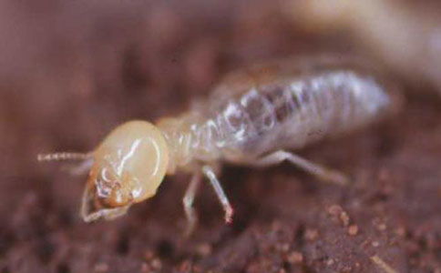 小區(qū)白蟻防治方案