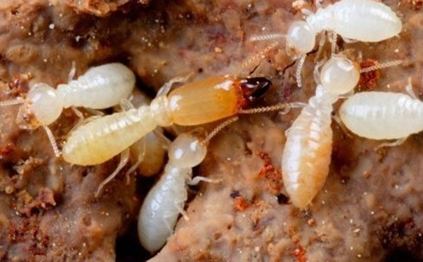 想知道白蟻防治高招?幫幫拜思特告訴你【幫幫百科】