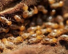 東莞白蟻防治所