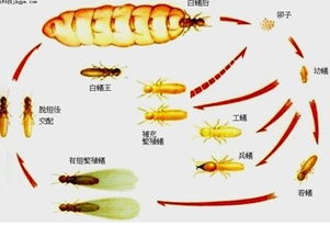 供應(yīng)佛山南海官窯白蟻防治公司佛山南海官窯殺滅白蟻公司佛山南海官窯防治白蟻