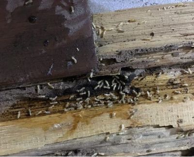 合肥市民發(fā)現(xiàn)白蟻請及時聯(lián)系防治所