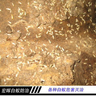 廣州市宏暉白蟻防治各種白蟻危害滅治 藥物處理白蟻防治 害蟲誘殺_一呼百應(yīng)網(wǎng)