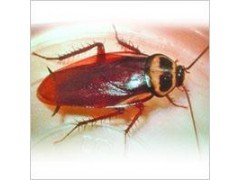 閔行白蟻防治所021-54303723閔行殺蟲公司_IT設(shè)備、數(shù)碼產(chǎn)品其他_IT設(shè)備、數(shù)碼產(chǎn)品、軟件_供應(yīng)_發(fā)吧信息網(wǎng)