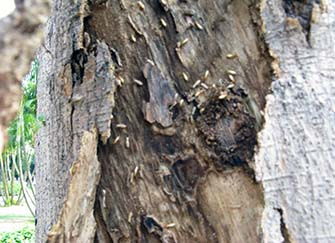 家裝智能系統(tǒng)有哪些 家裝智能系統(tǒng)好處介紹