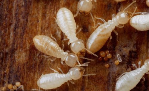 考白蟻防治員證在哪里報名2022考試及報考方式