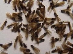 專業(yè)海南白蟻防治公司在海南--?？诎紫伔乐?三亞田獨喜旺科技白蟻防治站提供專業(yè)海南白蟻防治公司在海南--海口白蟻防治的相關(guān)介紹、產(chǎn)品、服務(wù)、圖片、價格?？诎紫伔乐?、三亞白蟻防治、?？诎紫伔乐喂?、三亞田獨喜旺科技白蟻防治站、海南白蟻防治