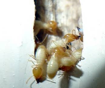 佛山市南海區(qū)和順鎮(zhèn)白蟻防治公司