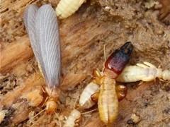 咸寧滅白蟻公司