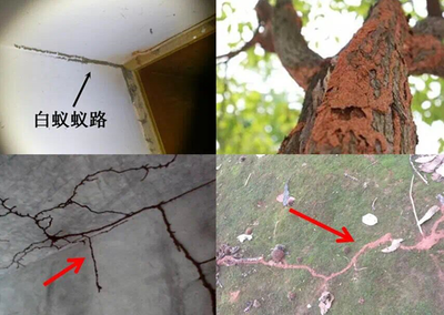 房屋白蟻防治 | (一)基礎(chǔ)知識