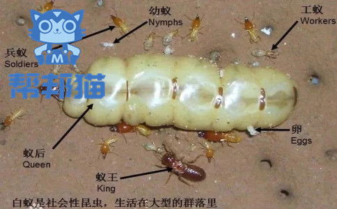 廣州滅白蟻,如何除白蟻防治白蟻