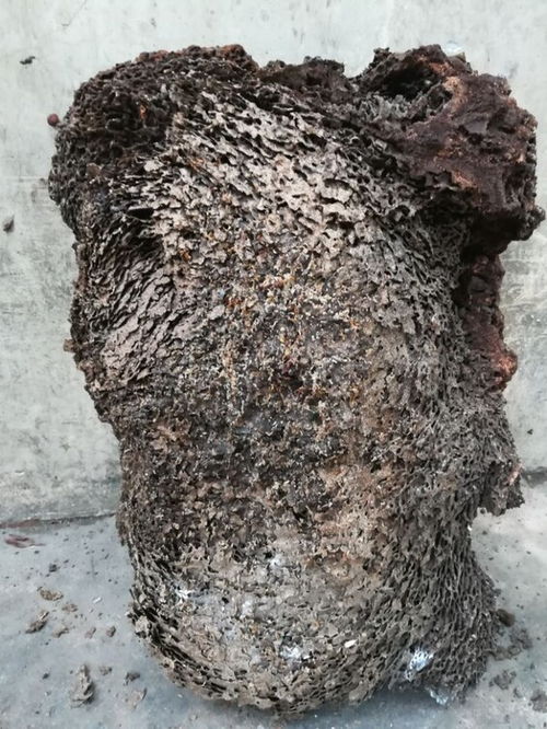 萬寧白蟻防治小區(qū)除四害價格