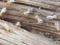 供應(yīng)萬江白蟻防治公司,望牛墩白蟻防治,道滘白蟻防治方法