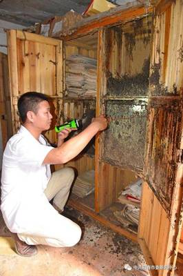 陽春市滅蟻高手談白蟻防治技術(shù)