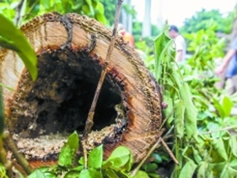 大朗滅治白蟻所 寮步白蟻防治所 大嶺山白蟻防治中心