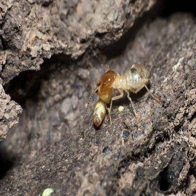 景德鎮(zhèn)白蟻防治中心電話,上門滅白蟻價格,景德鎮(zhèn)潔鵬白蟻防治公司
