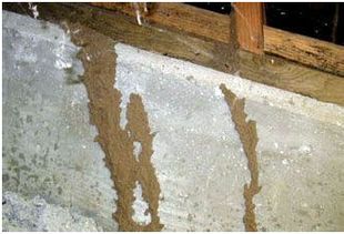 四川雅興潔生物技術廠批發供應成都專業除白蟻