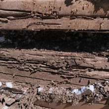 佛山市禪城區創信白蟻防治服務部 供應產品