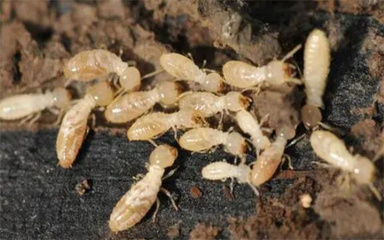 白蟻防治專業技術職稱