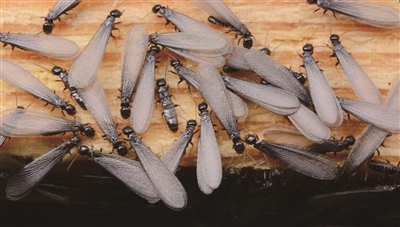 白蟻防治科普宣傳