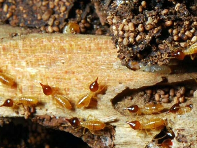 關于珠海房屋轉讓取消房屋轉讓費和白蟻防治費的重要通知