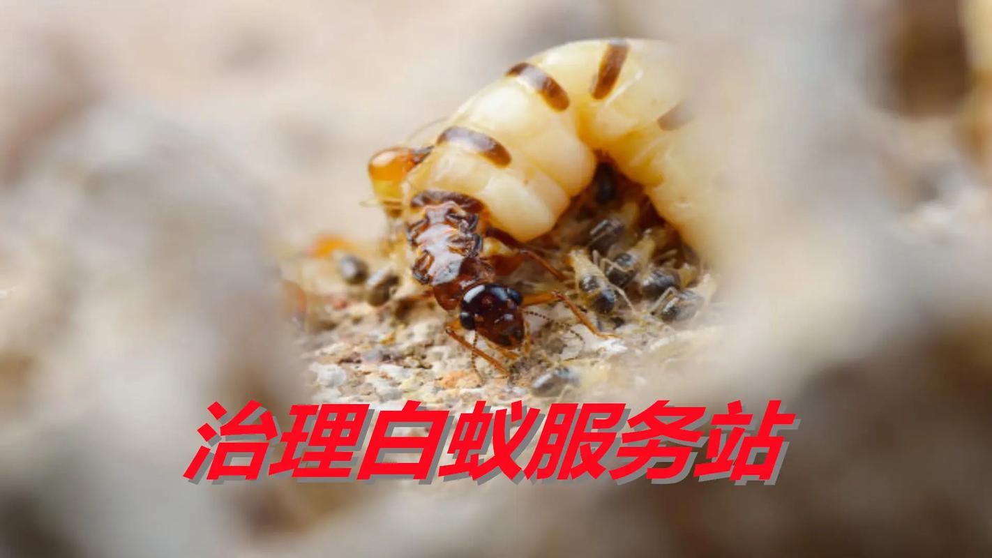 治理白蟻服務站