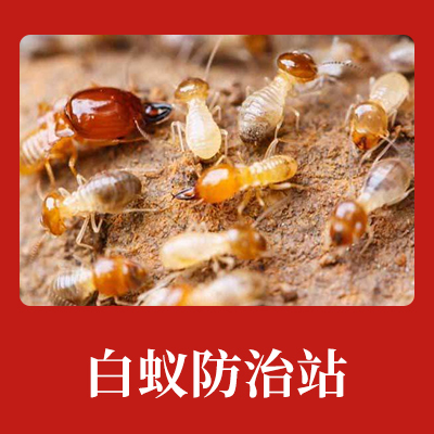 杭州白蟻防治定點單位,家庭白蟻防治方法?
