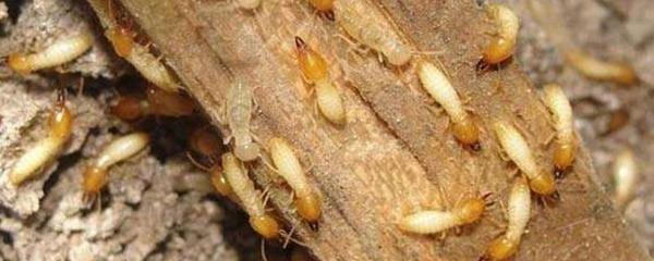 漲水蛾如何防治