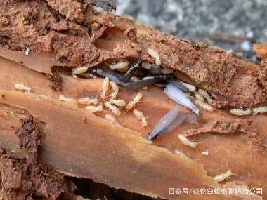 白蟻的危害以及白蟻防治方法介紹