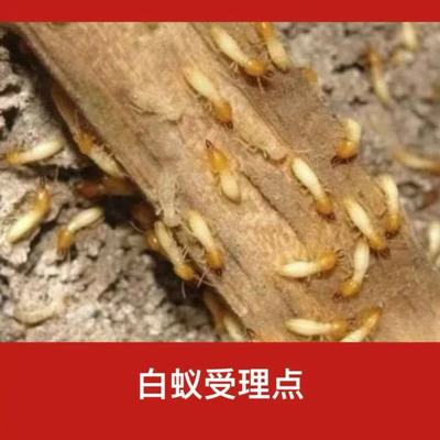 嘉興市白蟻防治服務指南-電話與治理方法