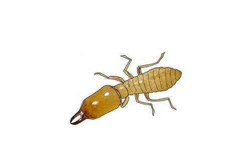 炭步白蟻防治公司 炭步白蟻防治