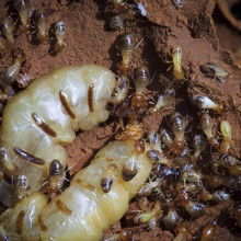 南寧興業白蟻防治所