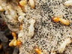 德安縣白蟻防治中心,新建房屋白蟻預防,德安縣白蟻防治公司 產品詳情