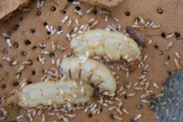 尤溪家庭裝修白蟻防治少不了