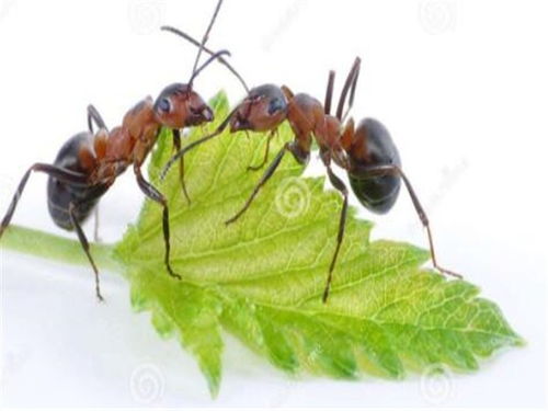 大興蛋糕店除蟲集團 除老鼠圖片