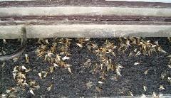 東莞防治白蟻所龍科蟲控中心專業防治白蟻殺蟲滅鼠等害蟲服務圖片_高清圖_細節圖