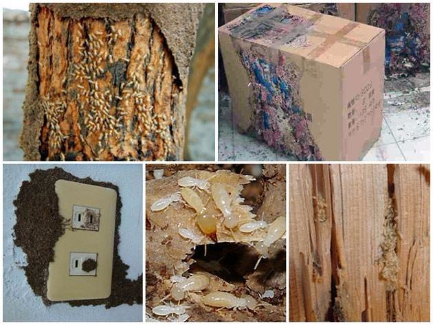 「圖」白蟻防治滅白蟻-海口保潔清洗-海口列表網