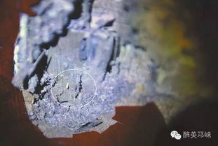 白蟻預警 若家中白蟻危害 白蟻所上門消滅