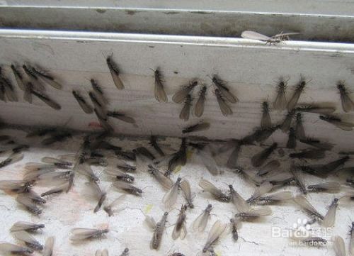 發現白蟻分飛孔怎么辦