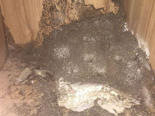 花都滅白蟻公司 白蟻小科普