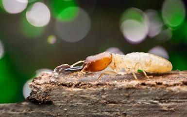 上萬白蟻藏天花板 滅白蟻必備常識