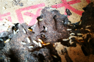 深圳觀瀾白蟻防治,石巖白蟻防治,龍崗區白蟻防治,西鄉白蟻防治